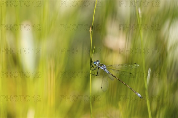 Blue-tailed damselfly (Ischnura elegans) on a stalk, Isojärvi National Park, Finland, Europe