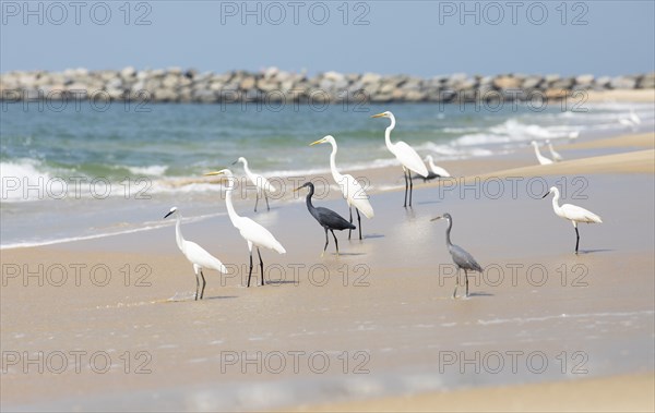 Great egret (Ardea alba, syn.: Casmerodius albus, Egretta alba) and Western reef heron (Egretta
