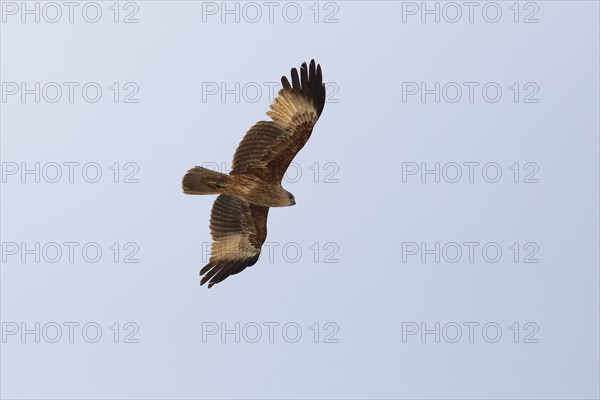 Brahminy kite (Haliastur indus) or Brahminy kite or Red-backed White-tailed eagle flying in the