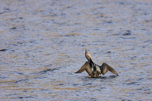Black-throated loon (Gavia arctica), adult bird with spread wings rising from the water, Varanger,