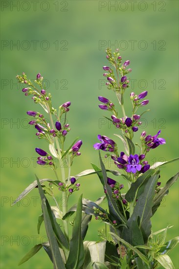Upright bearded thread (Penstemon strictus), flower, flowering, Germany, Europe