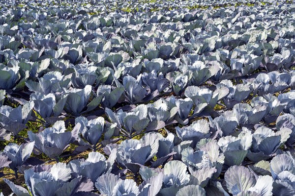 Red cabbage, red cabbage, blue cabbage, blue cabbage, winter vegetables growing in a field, Hegau,