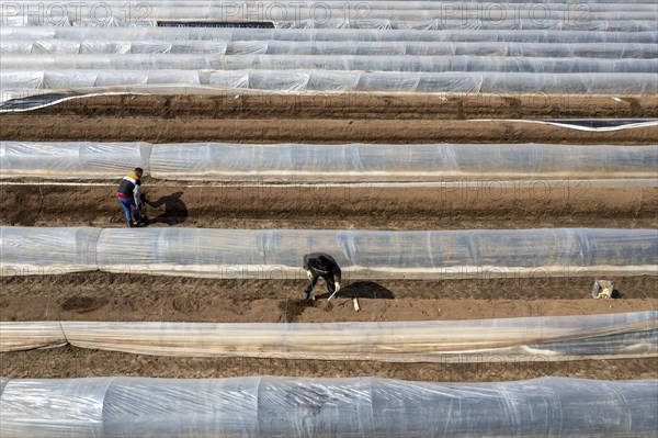 Asparagus harvest in the Rhineland, asparagus pickers at work in an asparagus field covered with