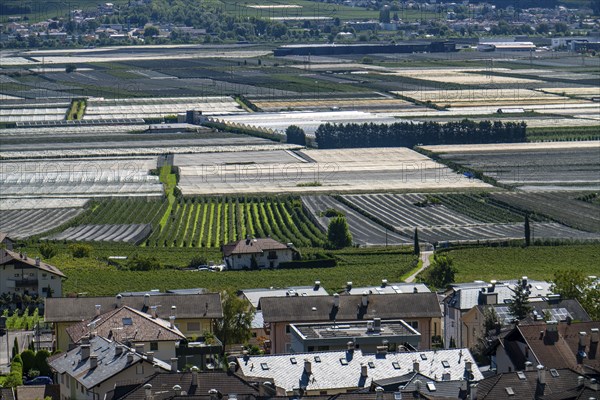 Apple-growing area and wine-growing, in the Adige Valley, South Tyrol, large areas under