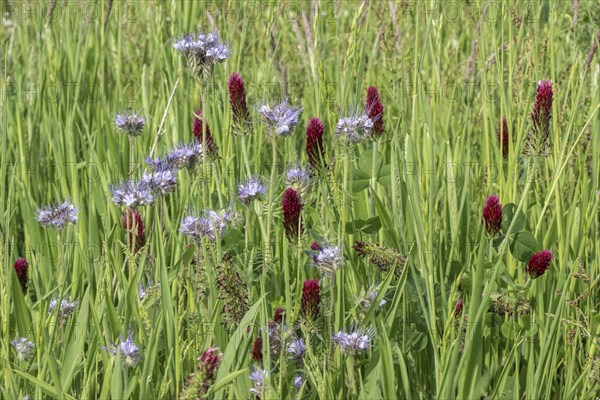 Incarnate clover (Trifolium incarnatum) and scorpion-weed (Phacelia), Emsland, Lower Saxony,