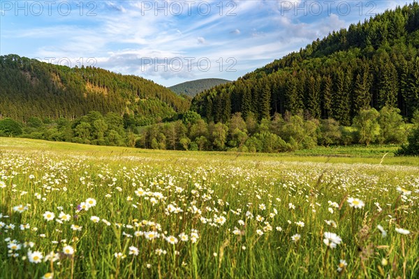 In the nature reserve Unteres Helletal, near Elkeringhausen, district of Winterberg,