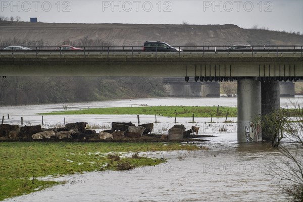 Herd of cattle crowded by the flood on the Ruhr, after days of heavy rainfall the Ruhr is flooding,