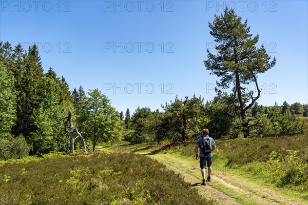 Niedersfelder Bergheide, high heath, Neuer Hagen nature reserve, landscape on the Langenberg, near