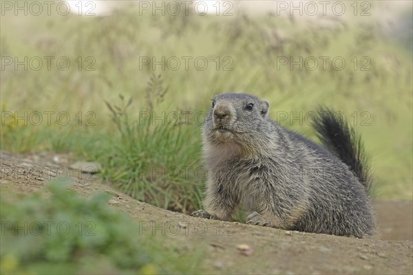 Marmot (Marmota), Grossglockner High Alpine Road, Salzburger Land, Austria, Europe