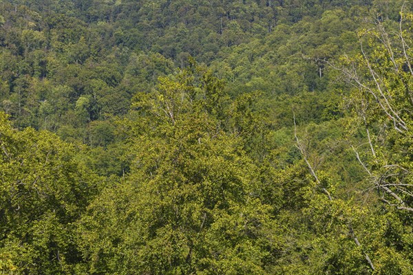 The Hainich is an extensive, forested ridge in the Eichsfeld-Hainich-Werratal nature park Park,