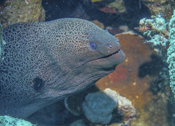 Giant Moray moray (Gymnothorax javanicus), dive site wreck of the Dunraven, Red Sea, Egypt, Africa