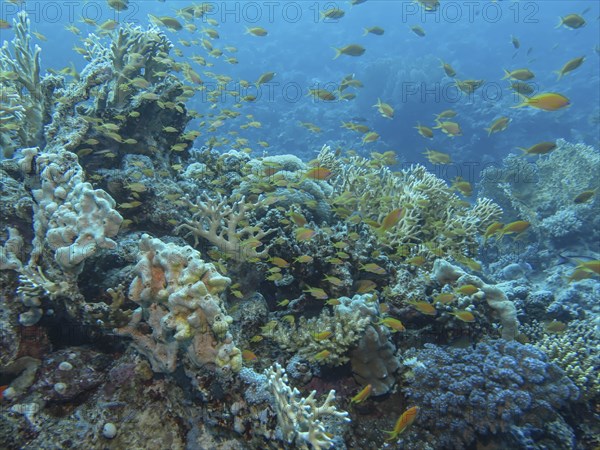 Sea goldies (Pseudanthias squamipinnis), coral reef, dive site Siyul Kebir Reef, Red Sea, Egypt,