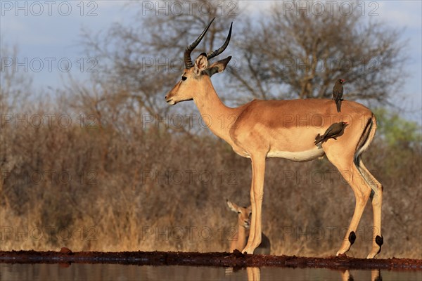Black heeler antelope (Aepyceros melampus), adult, male, at the water, with red-billed oxpecker