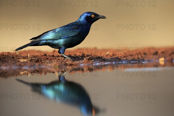 Red-shouldered Glossy Starling (Lamprotornis nitens), adult, at the water, alert, Kruger National