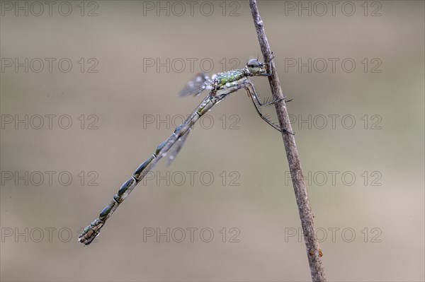 Lestes virens (Lestes virens), Emsland, Lower Saxony, Germany, Europe