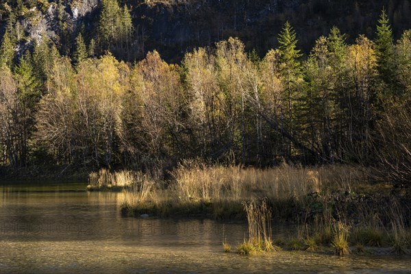 A small lake called Gosaub near the power station on the road to Lake Gosau. Autumn, trees in