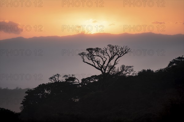 Treetops at sunset, silhouettes against the light, cloud forest, Monte Verde, Puntarenas province,