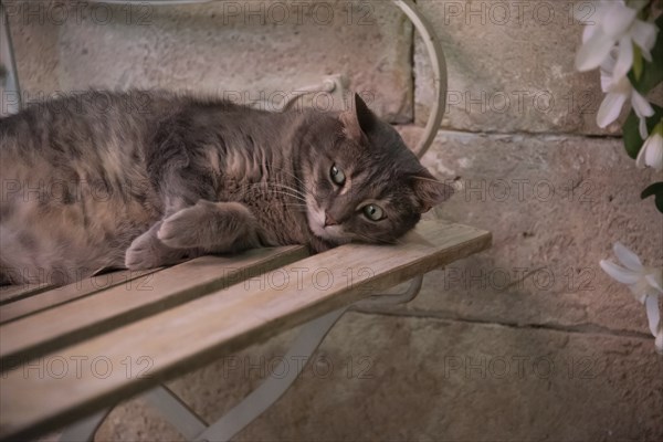 Cat lying on a wooden bench in front of a perfumery, Grasse, Département Alpes-Maritimes, France,