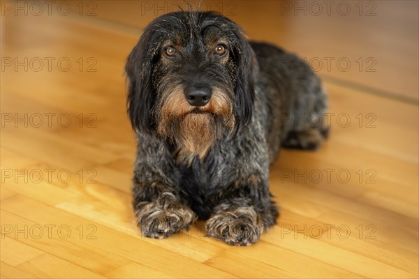 Rough-haired dachshund, male, 3 years, lying on parquet floor, Stuttgart, Baden-Württemberg,