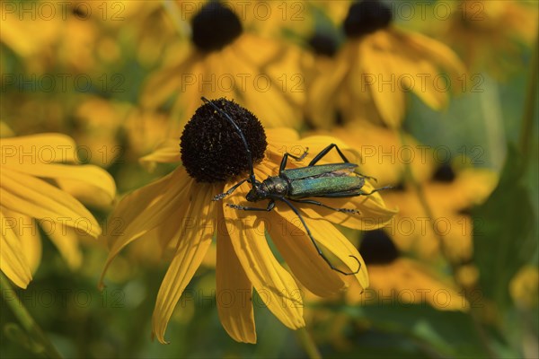 A greenish beetle sitting on a yellow flower with a black-brown centre, surrounded by other bright