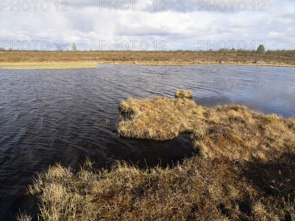 Marsh landscape with Hairy Birch (Betula pubescens) and Pine trees (Pinus sylvestris), May, Finnish