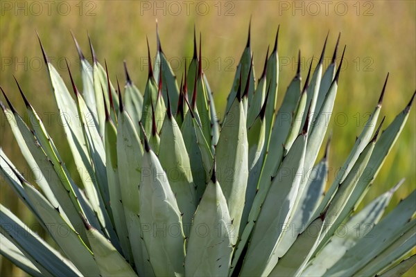 Agave macroacantha, Rhineland-Palatinate, Germany, Europe