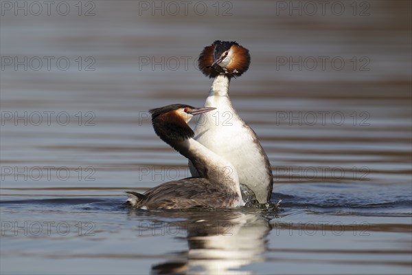 Great crested grebe (Podiceps cristatus) two adult birds performing a weed dance as part of their