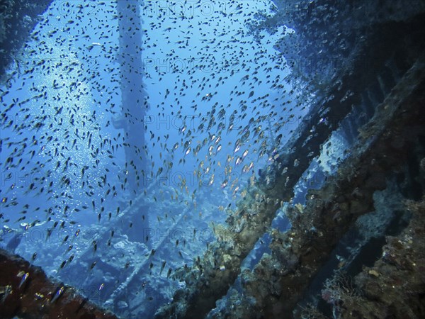 School of glassfish in the wreck of the Carnatic, Red Sea, Egypt, Africa