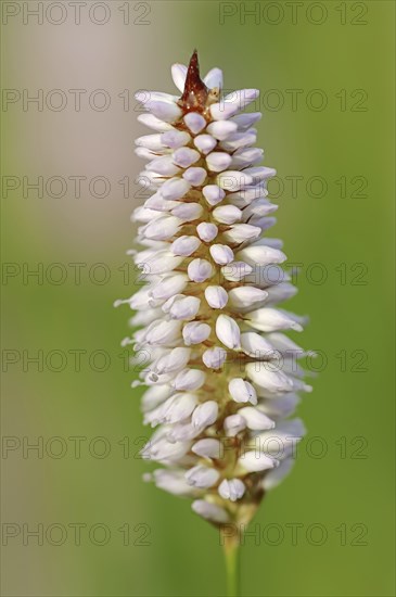 Meadow knotweed (Bistorta officinalis, Persicaria bistorta), inflorescence, North Rhine-Westphalia,