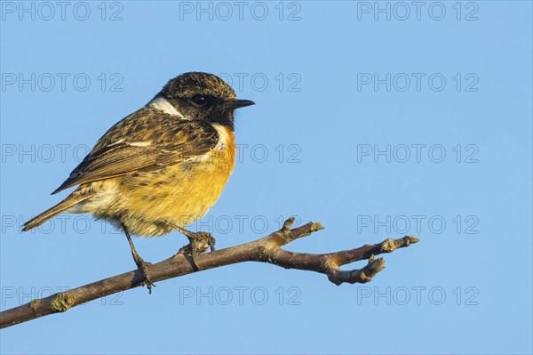 Stonechat, (Saxicola torquata), foraging, male, Wachenheim, Eich, Rhineland-Palatinate, Germany,
