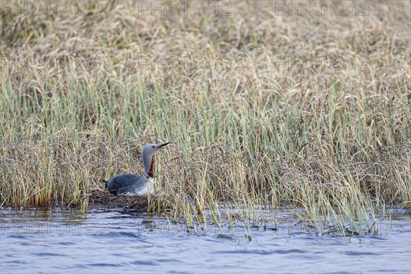 Red-throated diver (Gavia stellata), adult bird sitting on nest, Varanger, Finnmark, Norway, Europe