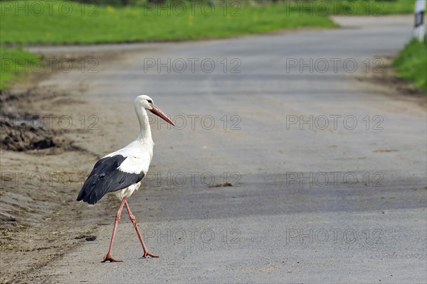 Stork on a road, spring, Wendland, Penkefitz, Hitzacker, Lower Saxony, Germany, Europe