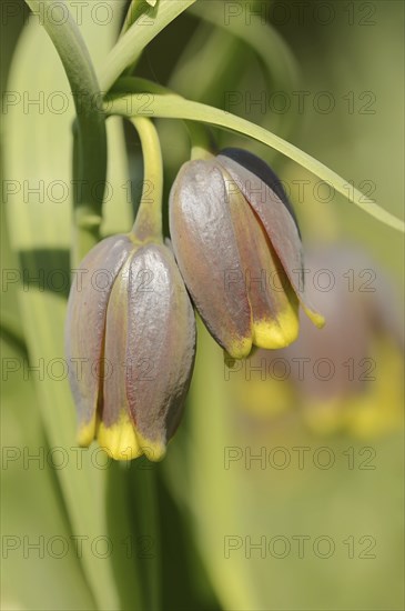 Turkish checkerboard flower or Michailovsky's fritillary (Fritillaria michailovskyi), flowers,