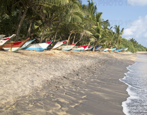 Brightly coloured fishing canoes under coconut palm trees of tropical sandy beach, Mirissa, Sri