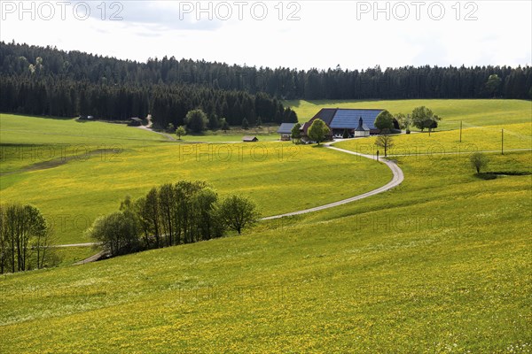 Farms and flowering meadow, Thurner, near St Märgen, Black Forest, Baden-Württemberg, Germany,