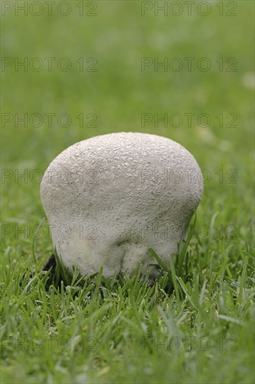 Hasenstäubling or Hasenbovist (Handkea utriformis, Calvatia utriformis), North Rhine-Westphalia,
