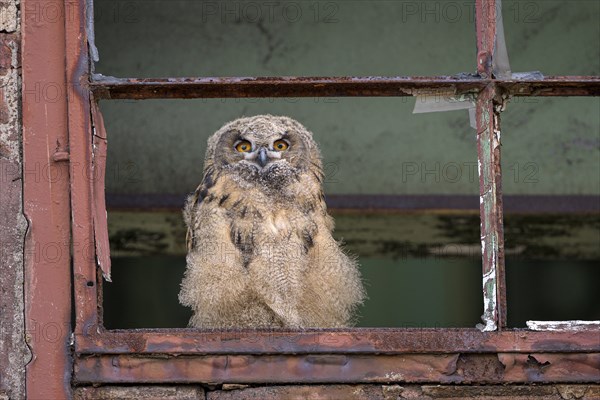 Eurasian eagle-owl (Bubo bubo), fledged young bird, in an old window frame, industrial building,