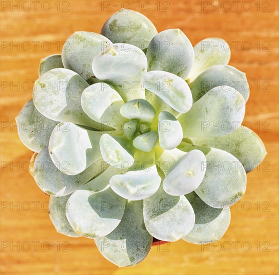Beautiful little plant, succulent in a small flower pot. on the wooden background
