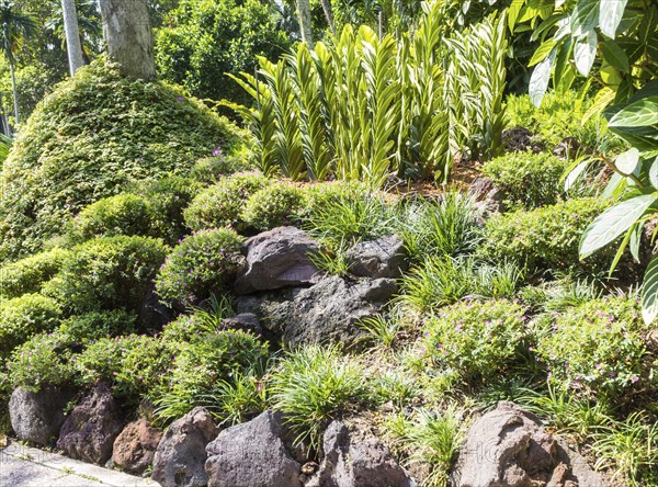 Tropical plants with stone in the botanical garden in Singapore