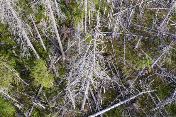 Aerial photo of dead spruces, due to infestation by bark beetles, Oderbrück, 19/07/2020