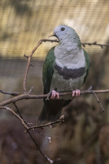 Black-chinned Fruit Dove (Ptilinopus leclancheri), Walsrode Bird Park, Lower Saxony, Germany,