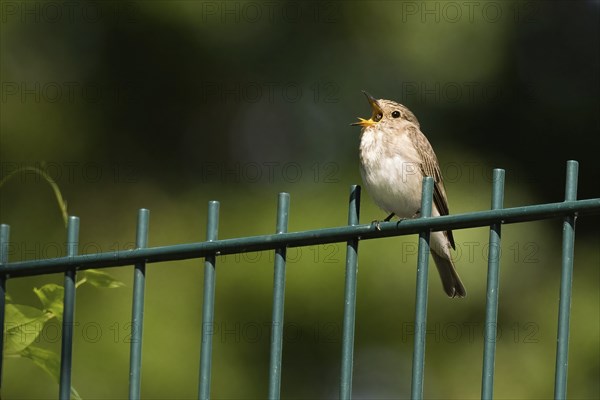 A spotted flycatcher (Muscicapa striata) sitting on a green wire fence, regurgitating spitballs,