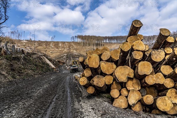 Cleared forest area north of the village of Öventrop, district of Arnsberg, dead spruce stands were