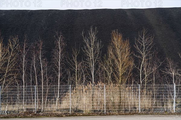 Coal stockpile, coal store, steam coal, for the STEAG Herne thermal power station, on the