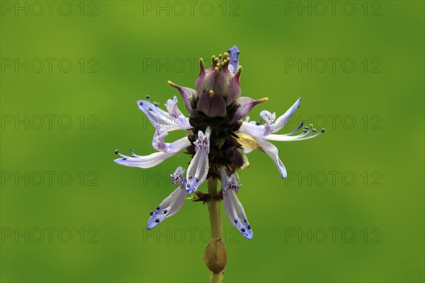 Piss-off plant (Plectranthus ornatus), cat repellent, flowering, Elllerstadt, Germany, Europe