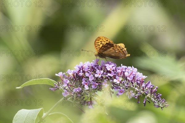 Silver-washed fritillary butterfly (Argynnis paphia) adult insect feeding on a purple garden