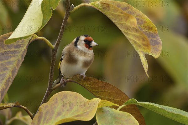 European goldfinch (Carduelis carduelis) adult bird amongst autumnal leaves of a garden Magnolia
