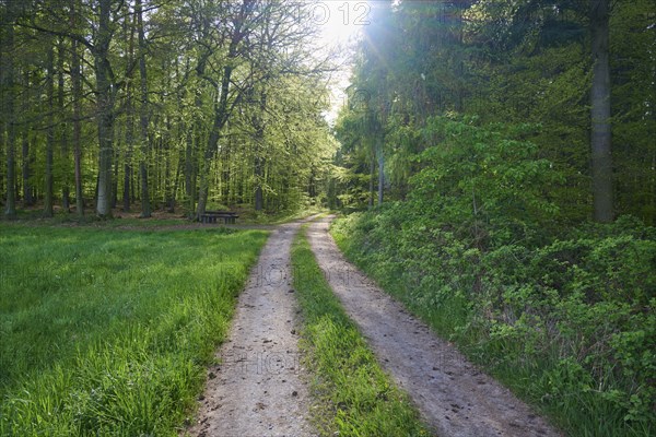 A sunlit forest path leading through a green clearing in a dense forest, Obernburg, Spessart,