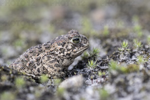 Natterjack toad (Epidalea calamita), Emsland, Lower Saxony, Germany, Europe