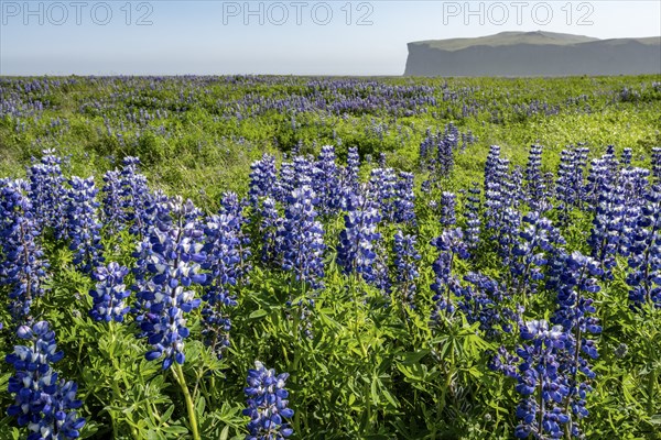 Flowering lupins, Icelandic landscape, Iceland, Europe